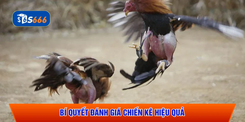 Bí quyết đánh giá chiến kê hiệu quả