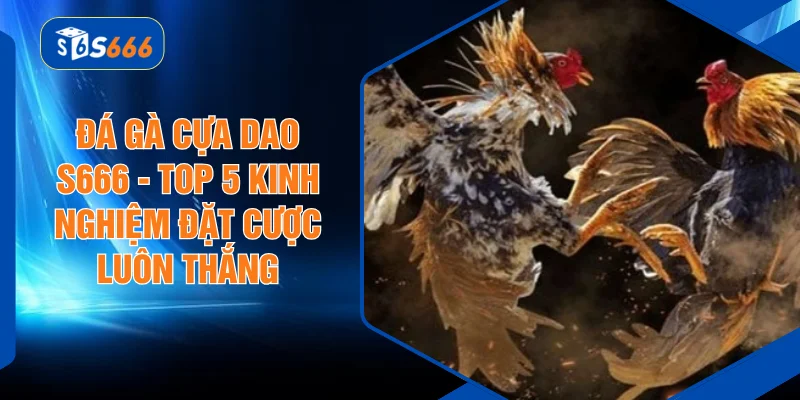 Đá Gà Cựa Dao S666 - Top 5 Kinh Nghiệm Đặt Cược Luôn Thắng