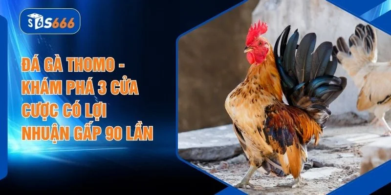 Đá Gà Thomo - Khám Phá 3 Cửa Cược Có Lợi Nhuận Gấp 90 Lần