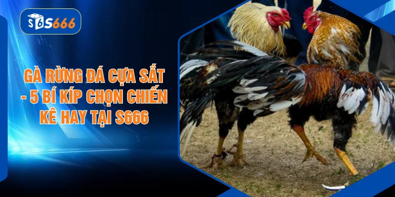Gà Rừng Đá Cựa Sắt - 5 Bí Kíp Chọn Chiến Kê Hay Tại S666