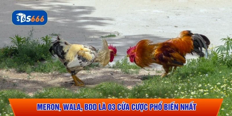 Meron, Wala, BDD là 03 cửa cược phổ biến nhất