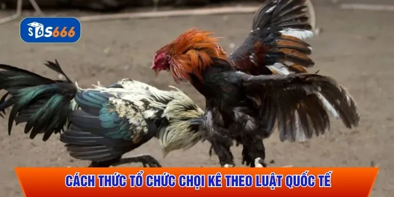 Cách thức tổ chức chọi kê theo luật quốc tế