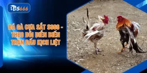 Đá Gà Cựa Sắt S666 - Theo Dõi Diễn Biến Trận Đấu Kịch Liệt