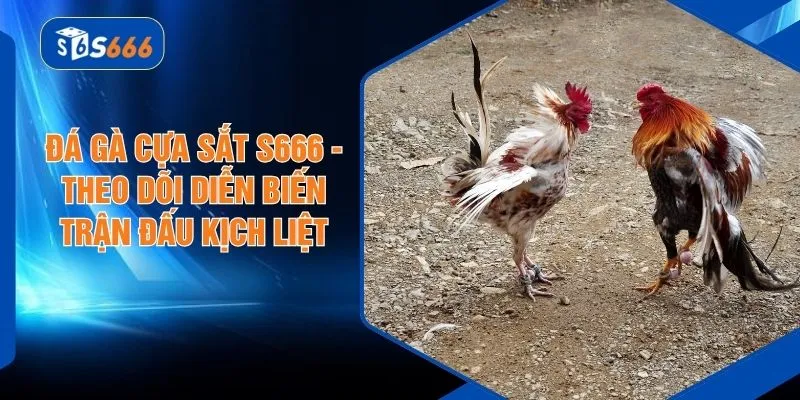 Đá Gà Cựa Sắt S666 - Theo Dõi Diễn Biến Trận Đấu Kịch Liệt