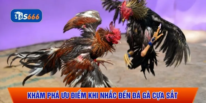 Khám phá ưu điểm khi nhắc đến đá gà cựa sắt