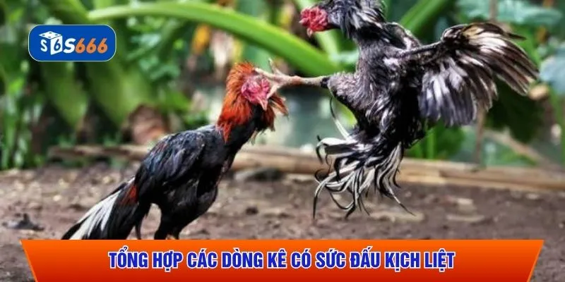 Tổng hợp các dòng kê có sức đấu kịch liệt